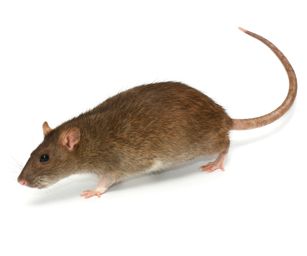 norway-rat-miller-pest-control