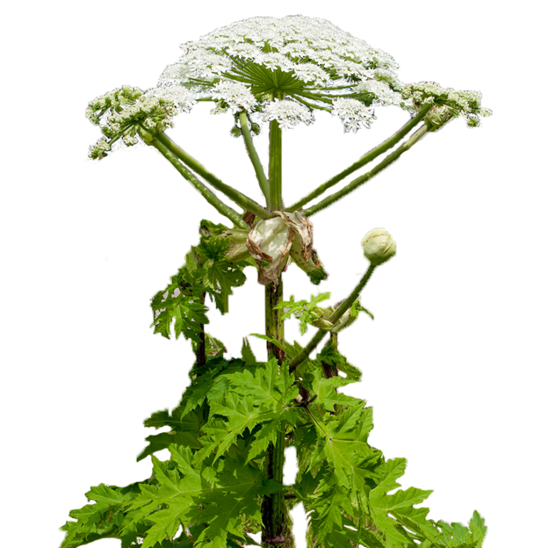 Hogweed | Miller Pest Control