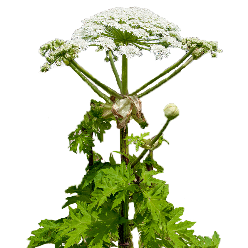 Hogweed