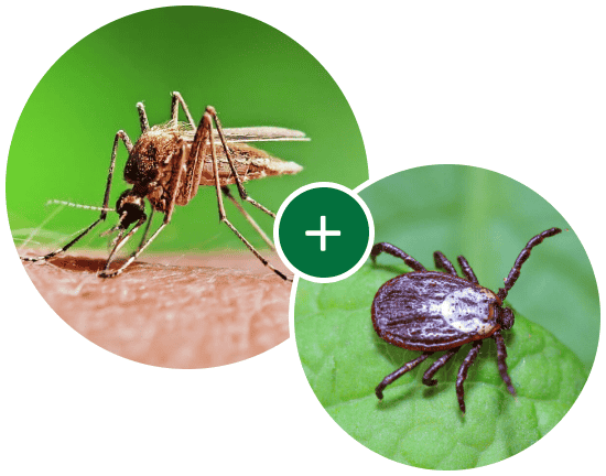 Mosquito and tick control service