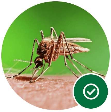 One-time mosquito control service