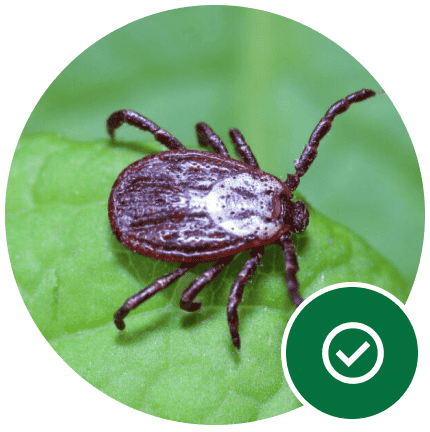 One-time tick control service