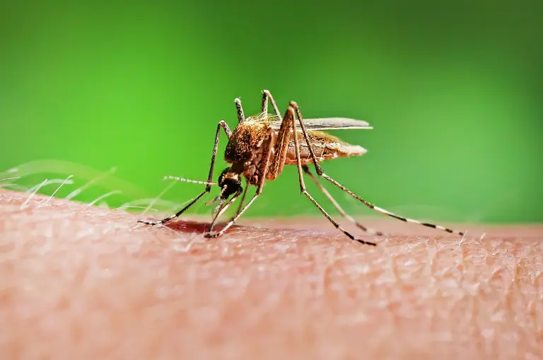 Mosquito on arm