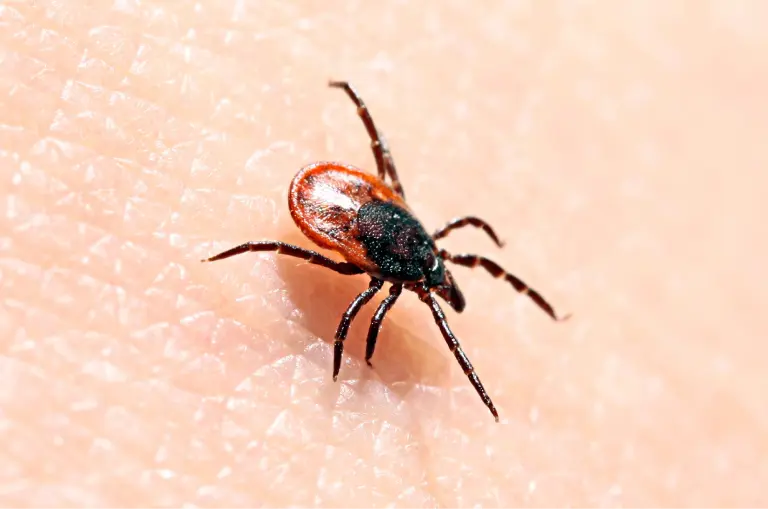 Tick on hand