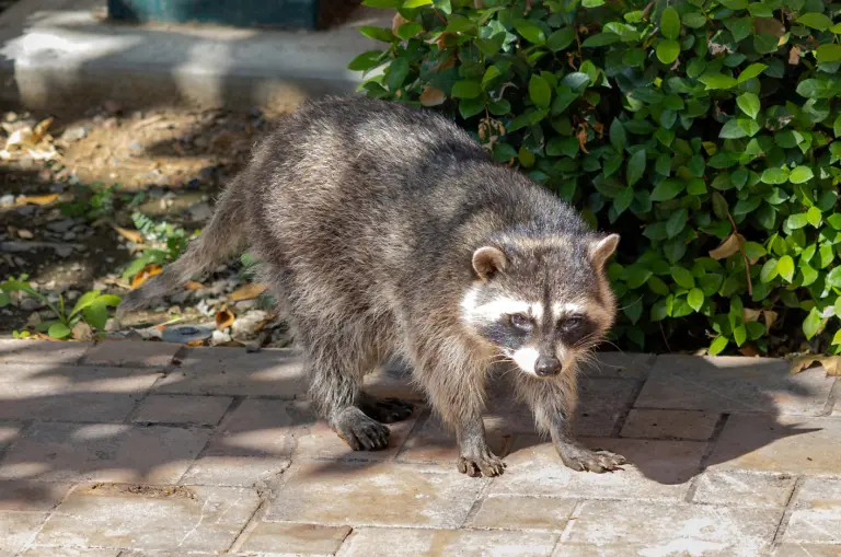 Raccoon