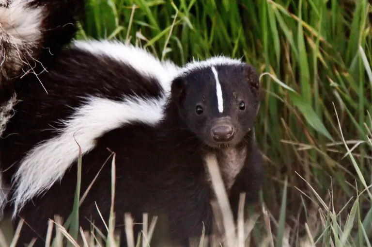 Skunk